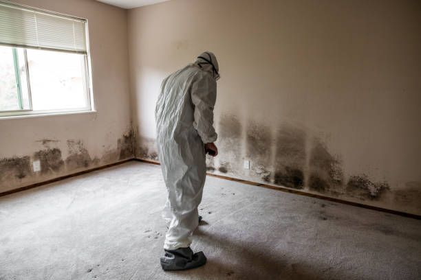 Best Asbestos and Lead Testing During Mold Inspection  in Jeffersontown, KY
