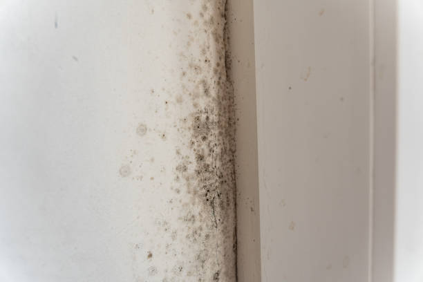 Best Mold-Related Health Consultation  in Jeffersontown, KY